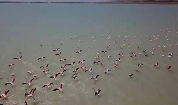 Arin Gölü'nde flamingo şöleni - Resim: 12